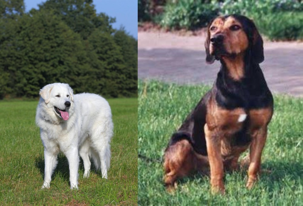 Tyrolean Hound vs Kuvasz - Breed Comparison