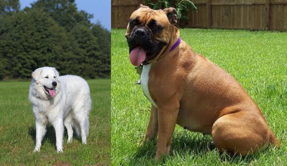 Valley Bulldog vs Kuvasz - Breed Comparison