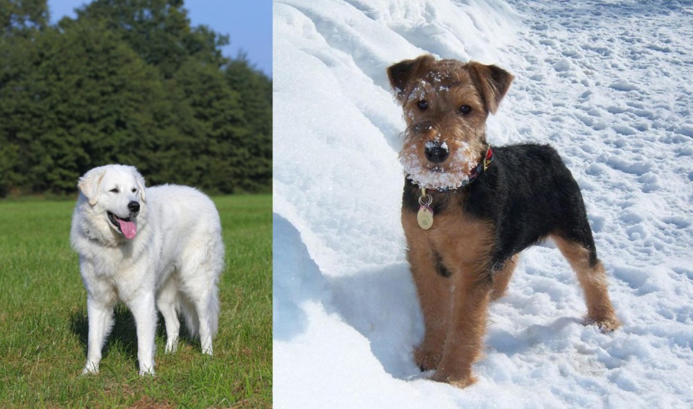 Welsh Terrier vs Kuvasz - Breed Comparison