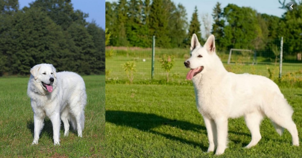 White Shepherd vs Kuvasz - Breed Comparison