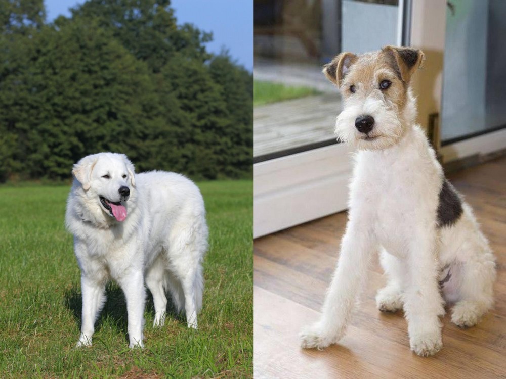 Wire Fox Terrier vs Kuvasz - Breed Comparison