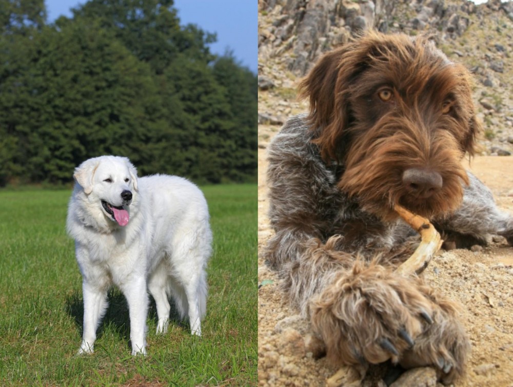 Wirehaired Pointing Griffon vs Kuvasz - Breed Comparison