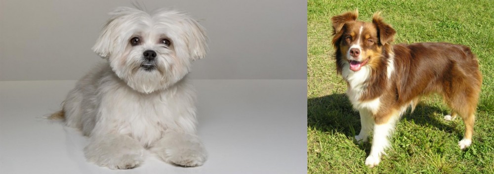 Miniature Australian Shepherd vs Kyi-Leo - Breed Comparison
