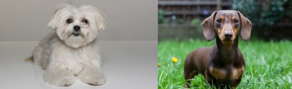 Miniature Dachshund vs Kyi-Leo - Breed Comparison