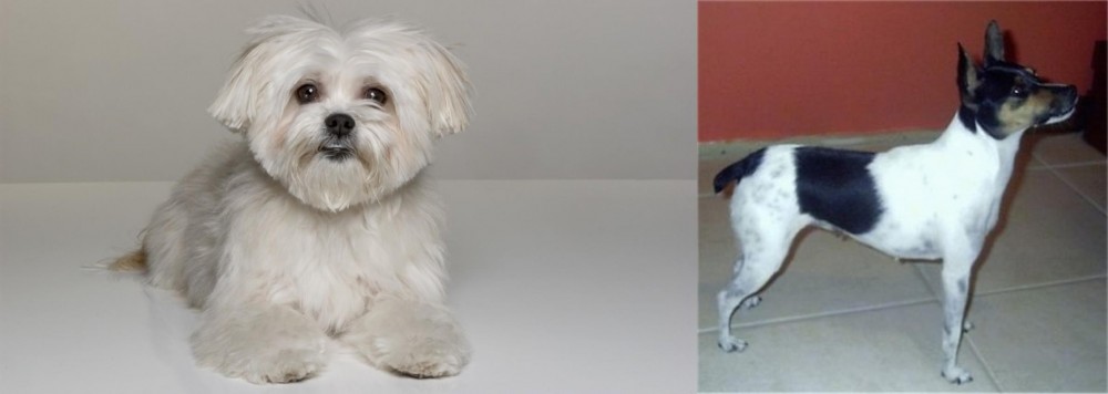 Miniature Fox Terrier vs Kyi-Leo - Breed Comparison