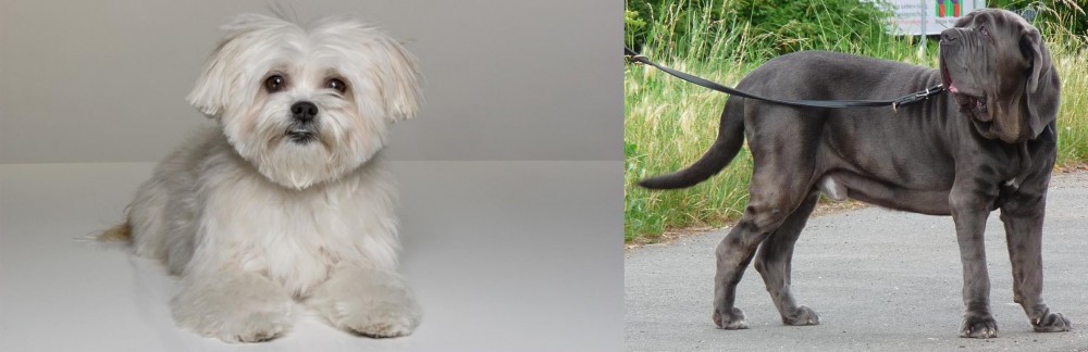 Neapolitan Mastiff vs Kyi-Leo - Breed Comparison