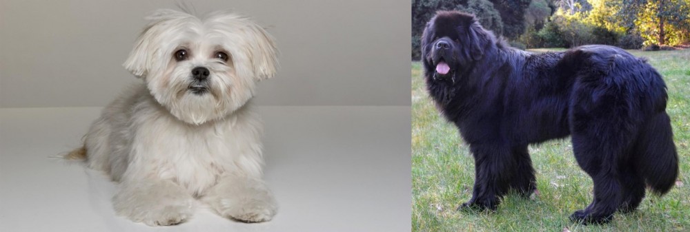 Newfoundland Dog vs Kyi-Leo - Breed Comparison