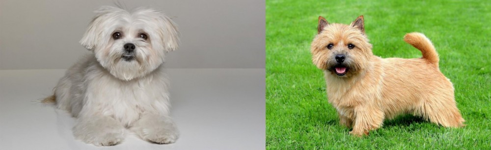 Norwich Terrier vs Kyi-Leo - Breed Comparison
