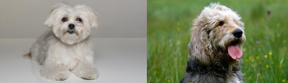 Otterhound vs Kyi-Leo - Breed Comparison