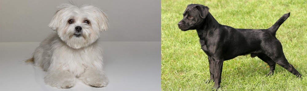 Patterdale Terrier vs Kyi-Leo - Breed Comparison