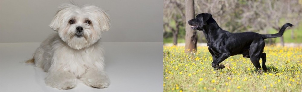 Perro de Pastor Mallorquin vs Kyi-Leo - Breed Comparison