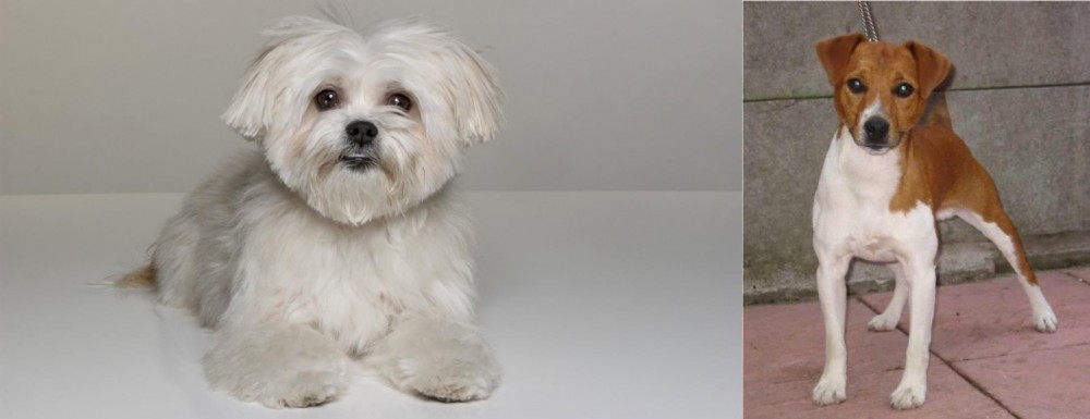 Plummer Terrier vs Kyi-Leo - Breed Comparison