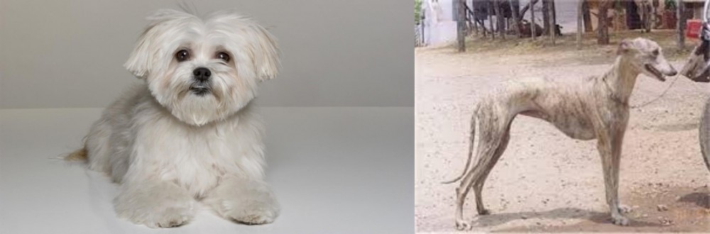 Rampur Greyhound vs Kyi-Leo - Breed Comparison