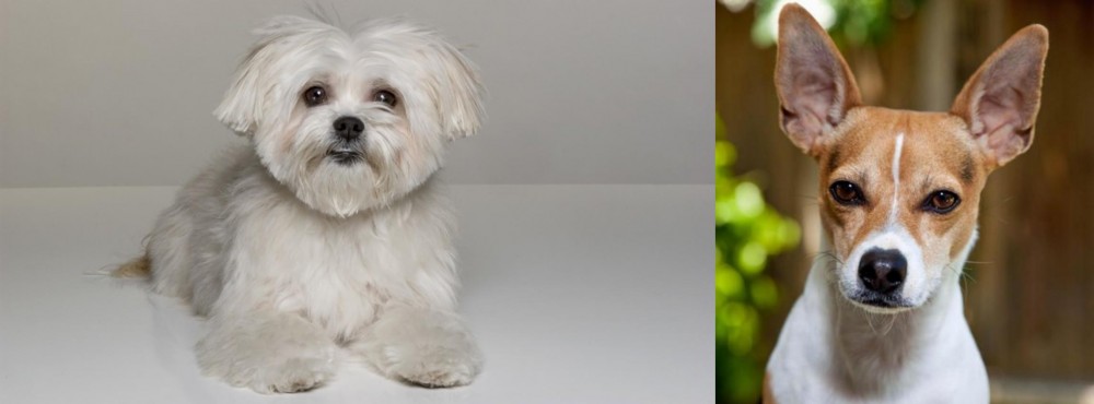 Rat Terrier vs Kyi-Leo - Breed Comparison
