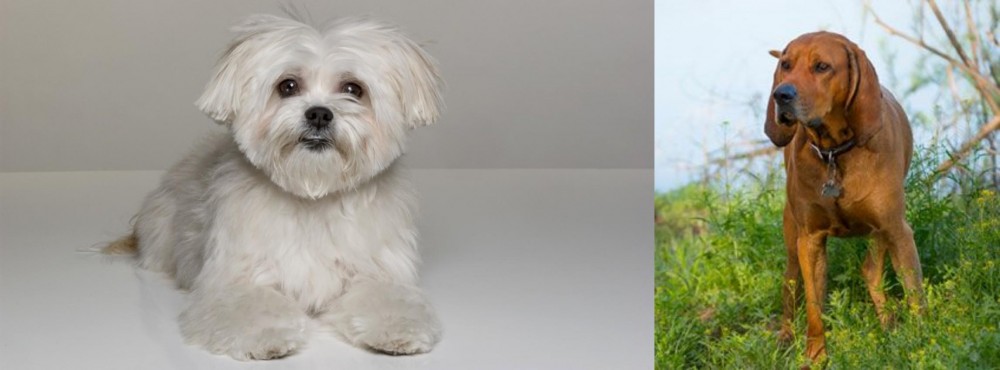 Redbone Coonhound vs Kyi-Leo - Breed Comparison