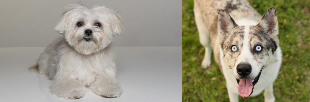 Shepherd Husky vs Kyi-Leo - Breed Comparison