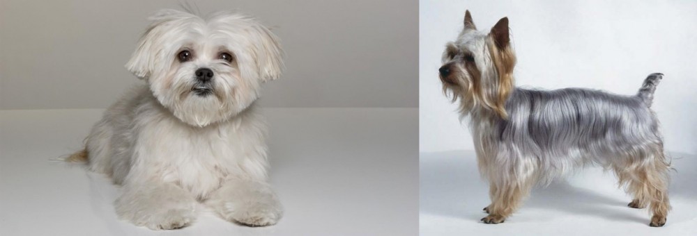Silky Terrier vs Kyi-Leo - Breed Comparison