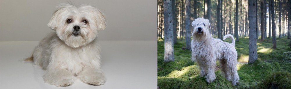 Soft-Coated Wheaten Terrier vs Kyi-Leo - Breed Comparison