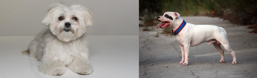 Staffordshire Bull Terrier vs Kyi-Leo - Breed Comparison