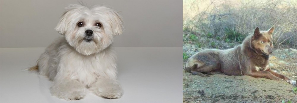 Tahltan Bear Dog vs Kyi-Leo - Breed Comparison