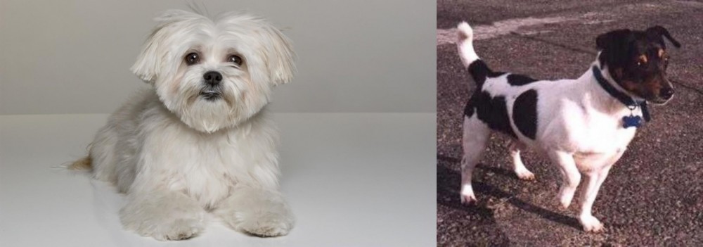 Teddy Roosevelt Terrier vs Kyi-Leo - Breed Comparison