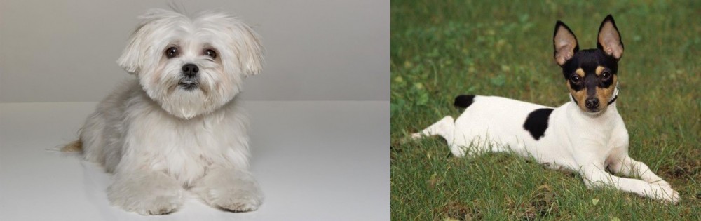 Toy Fox Terrier vs Kyi-Leo - Breed Comparison