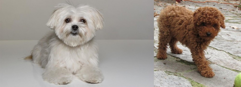 Toy Poodle vs Kyi-Leo - Breed Comparison