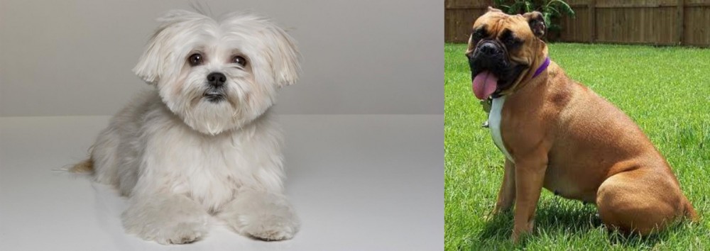 Valley Bulldog vs Kyi-Leo - Breed Comparison