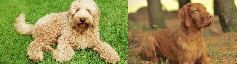 Hungarian Wirehaired Vizsla vs Labradoodle - Breed Comparison