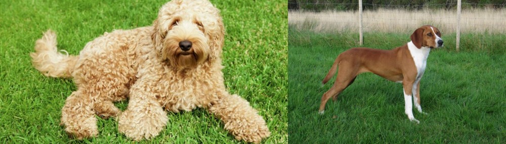 Hygenhund vs Labradoodle - Breed Comparison