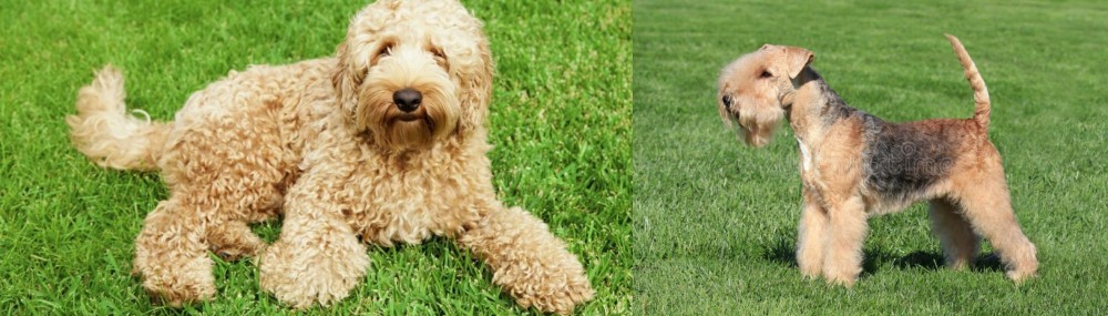 Lakeland Terrier vs Labradoodle - Breed Comparison