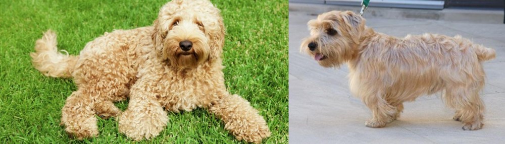 Lucas Terrier vs Labradoodle - Breed Comparison