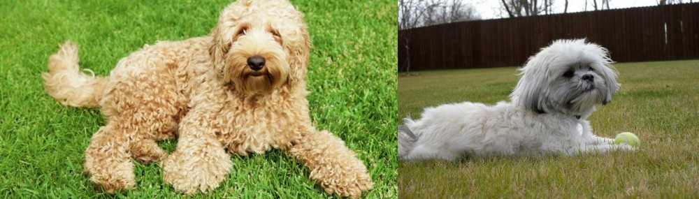 Mal-Shi vs Labradoodle - Breed Comparison