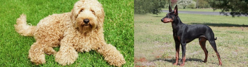 Manchester Terrier vs Labradoodle - Breed Comparison