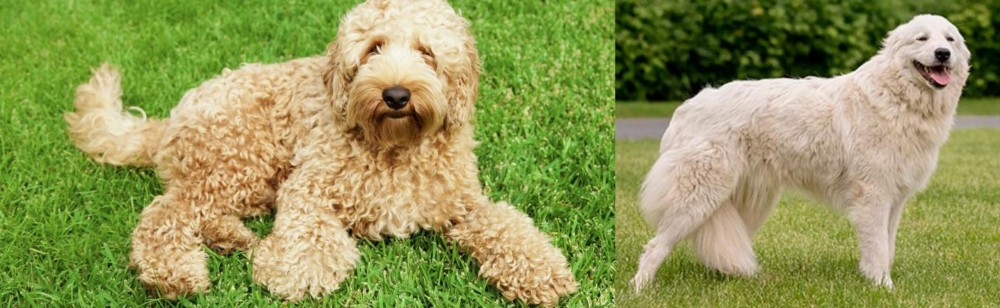 Maremma Sheepdog vs Labradoodle - Breed Comparison