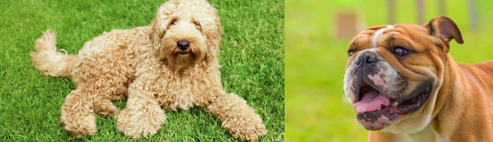 Miniature English Bulldog vs Labradoodle - Breed Comparison