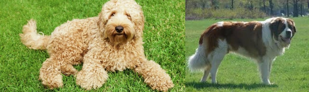 Moscow Watchdog vs Labradoodle - Breed Comparison
