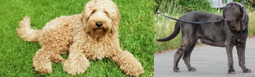 Neapolitan Mastiff vs Labradoodle - Breed Comparison