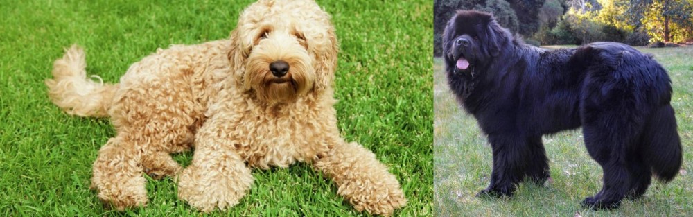 Newfoundland Dog vs Labradoodle - Breed Comparison
