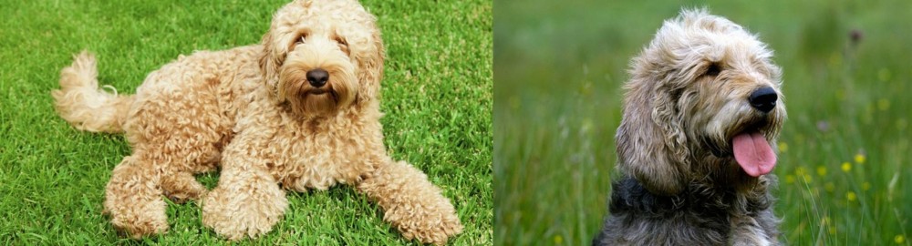 Otterhound vs Labradoodle - Breed Comparison