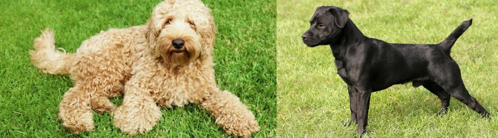 Patterdale Terrier vs Labradoodle - Breed Comparison