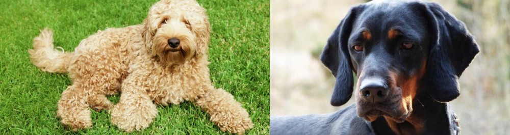 Polish Hunting Dog vs Labradoodle - Breed Comparison