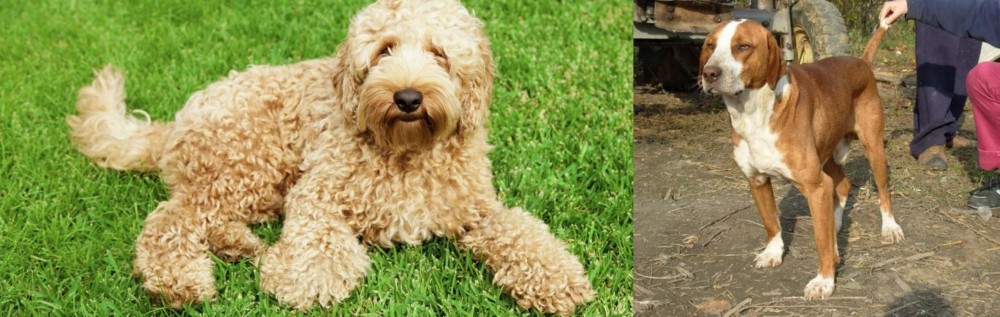 Posavac Hound vs Labradoodle - Breed Comparison