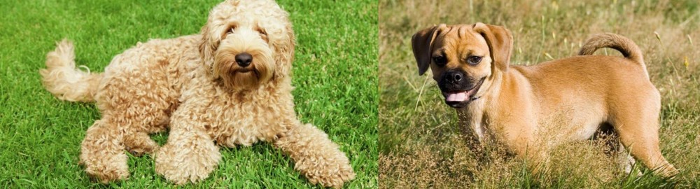 Puggle vs Labradoodle - Breed Comparison