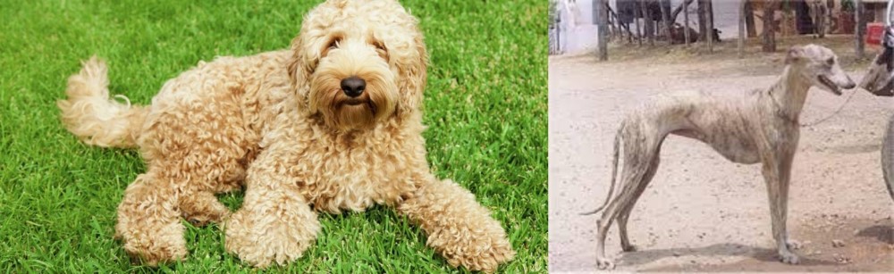 Rampur Greyhound vs Labradoodle - Breed Comparison