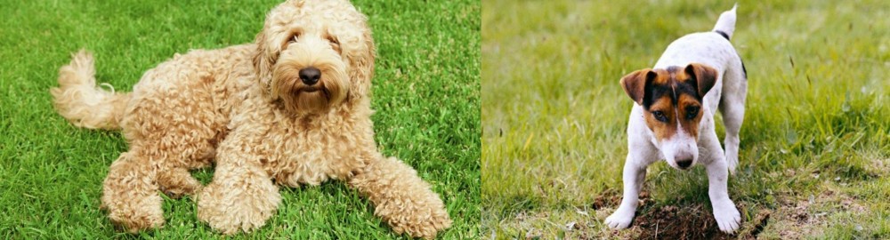 Russell Terrier vs Labradoodle - Breed Comparison