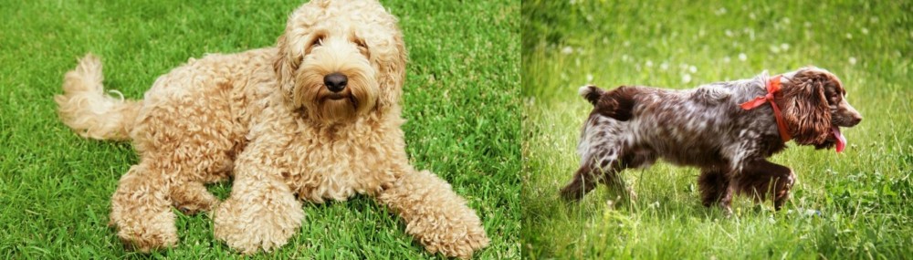 Russian Spaniel vs Labradoodle - Breed Comparison