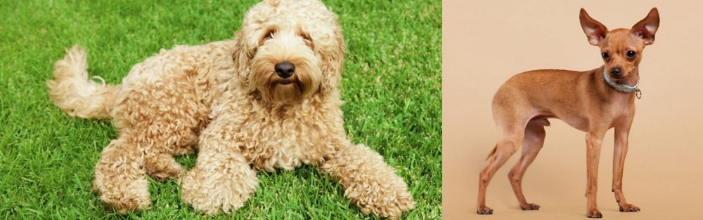 Russian Toy Terrier vs Labradoodle - Breed Comparison