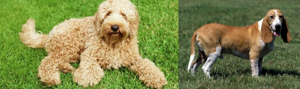 Schweizer Niederlaufhund vs Labradoodle - Breed Comparison
