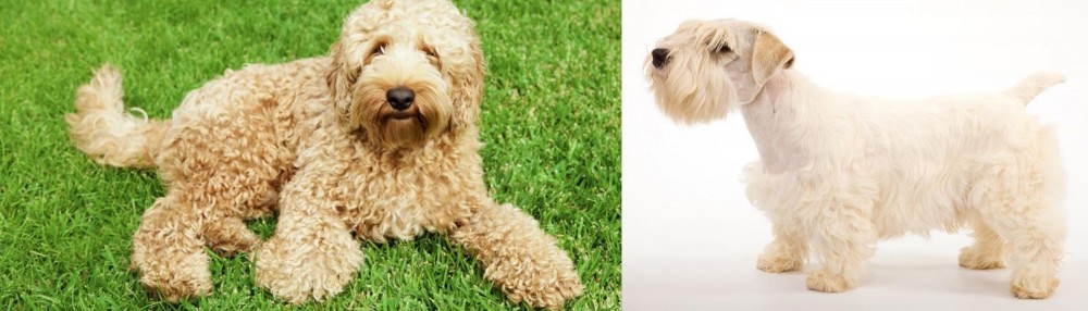 Sealyham Terrier vs Labradoodle - Breed Comparison